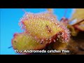 drosera x andromeda timelapses zeitraffer mit d.x andromeda d.prolifera x schizandra