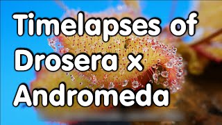 Drosera x Andromeda Timelapses/ Zeitraffer mit D.x Andromeda (D.prolifera x schizandra)