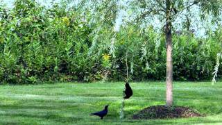 Crows Playing Swinging from a Branch