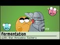 Fermentation