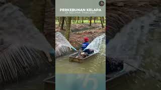 Perkebunan kelapa di THAILAND #shorts#pertanian