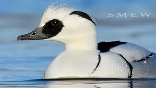 Smew birds in the winter river