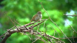 ウグイス（3）さえずり（飛島） - Japanese Bush Warbler - Wild Bird - 野鳥 動画図鑑