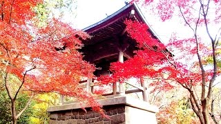 平林寺　紅葉真っ盛り