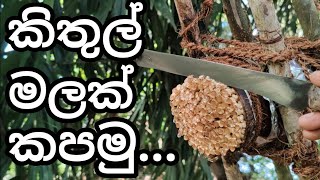 කිතුල් මලක් කපමු..🌴😍🧉Let's cut a cucumber flower..     #Muttiya  #kithul  #Toddy