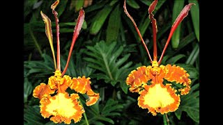 Пересадка орхидеи ПСИХОПСИСА МАРИПОЗА ТВИНС Psychopsis Mariposa \