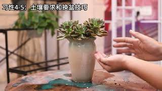 多肉植物怎么养？园艺师教你，多肉植物的详细养护技巧