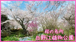 福岡と門司港の桜名所🌸白野江植物公園［vlog］Cherry blossom spots in Fukuoka, JAPAN