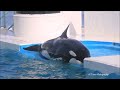 遂にルーナがダブルスカイロケットお披露目 鴨川シーワールド シャチショー kamogawaseaworld orca killerwhale