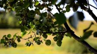 Nikon 18-55mm Kit lens vs 50mm 1.8 Prime lens Nikon 18-55mm Kit lens vs 50mm 1.8 Prime lens