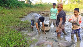 গ্রামের পুকুরের সেচ দিয়ে বড় বড় মাছ ধরা / Catching fish in mud / village fishing videos