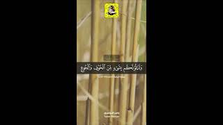 68- القارئ ياسر الدوسري | من سورة البقرة | سنابات قرآنية