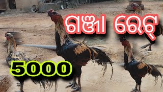 ଦେଶୀ କୁକୁଡ଼ା, ଗାଉଁଲି ଗଞ୍ଜା |#desi #rooster #chickenfarm #desichickenfarming #henfarm #murga #shorts