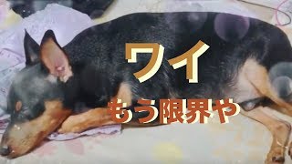 眠いから何されても起きないミニチュアピンシャー Miniature Pinscher deep sleep dogs