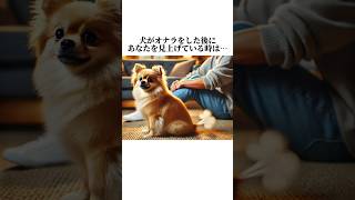 【涙腺注意】犬好きは共感する秘密5選🤫