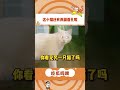 小猫你还有两副面孔呢 猫咪 oi小猫有点火热啊 戏精猫 反转 猫猫的心思全写在脸上了 shorts