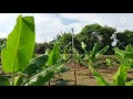 TUMPANG SARI CEMPEDAK DAN PISANG MAS KIRANA (MAS ALI Agro)