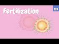 Fertilization physiology [Acrosome reaction, Zona pellucida, ZP2, ZP3, Cortical granules, PH20]