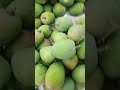 🥭 દશેરી 🥭mango from valsad shorts mango valsadmango trending