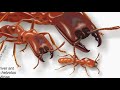 world most dangerous ant दुनिया की 5 सबसे खतरनाक चीटियां ant e1 fact 2