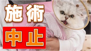 【チャーミーちゃん】施術断念！猫の体調を先読みし、悪化する手前で中止を決断しました【ペルシャ】