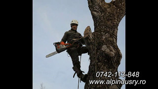 Alpinism Utilitar Mures 0742113848  Taiat arbori , pomi (copaci) inalti