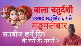 बाला चतुर्दशी २०७९ मङ्सिर ६ गते मङ्गाबार  शतबीज छर्ने दिन के गर्ने के नगर्ने ? bala chaturdashi2079