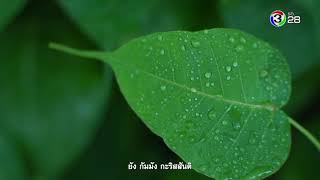 ตะวันส่องธรรม TawanSongTham | 07-08-62 | Ch3Thailand