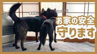 【甲斐犬】ムダ吠えゼロ！強くて優しい甲斐犬2匹がお外パトロールする様子が可愛すぎる！