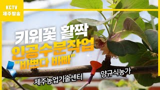 20240428 KCTV영농정보 키위꽃 활짝… 인공수분 작업 \