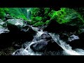 Beautiful Symphony Waterfall of Nature Forest Sounds | Soothing Sound of Enchanted Forest Nature