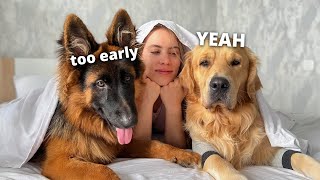 my dogs morning routine