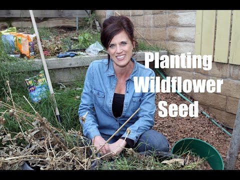 How to Plant Wildflower Seed for Early Spring Flowers How to Plant Wildflower Seed for Early Spring Flowers