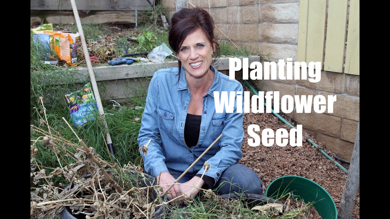 How To Plant Wildflower Seed For Early Spring Flowers - GardenInBloom.com