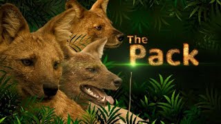 The Pack   -   Episode-  1 \u0026 2 || Animal Wild HD Hindi || Animal Planet HD | dog  @Animalplanetewild