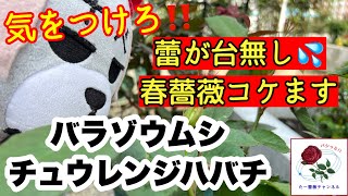 蕾が台無し‼️春薔薇コケます💦【バラゾウムシ・チュウレンジハバチ】バシっと対策します😊🐻‍