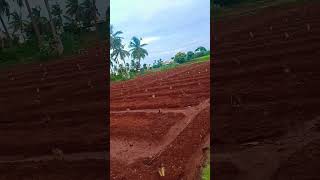 ✨வாழைமரம் நடுதல்|Banana 🍌 Farming 🧺#support #farming #shortsfeed #shortsviral #trending #viral