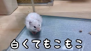 白くてもこもこなハムスター