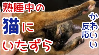 熟睡中にいたずらされるサビ猫 琥珀【かわいい反応にほっこり】