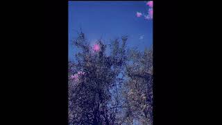 always (interlude) - lovewalk