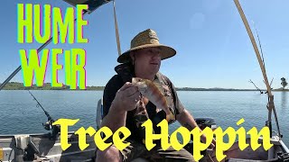 Hume weir tree hoppin