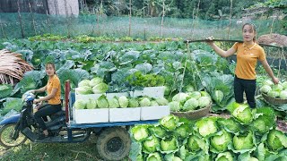 Use 3-wheeled Vehicle Harvesting Cabbage Goes To Country Market Sell | Giang Thi Ca