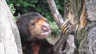 マレーグマのアズマ「ムキノキでごはんの時間」＠上野動物園 / Azuma the Sun bear enjoy snack time on the muku tree