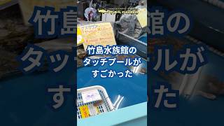 竹島水族館のタッチプールがすごかった 2023年10月 #ナヌカザメ #サメ #深海ザメ #深海魚 #竹島水族館