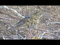 野鳥：トラツグミ 2 ／wild birds white s thrush 2