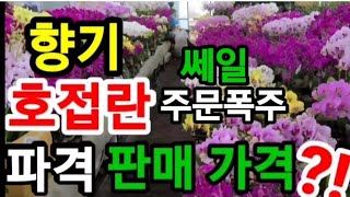 향기나는 호접란 주문폭주 판매가격?!