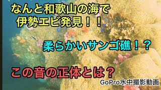 第４回【GoPro初心者が水中撮影をしてみたら】