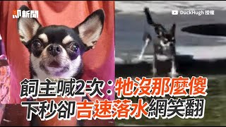 飼主剛喊：牠沒那麼傻！下秒汪卻「吉速落水」😂｜寵物動物｜狗狗｜吉娃娃｜精選影片