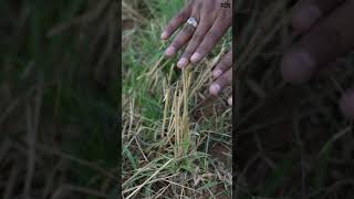 फसल कटाई का ये तरीका सबको पसंद आएगा !/crop residue/organic matter in soil//regenerative farming