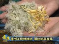 南投新聞 魚池頭社澳洲茶樹花開似雪